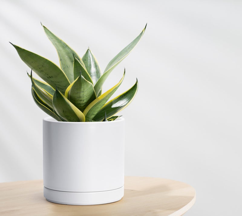 D'vine Dev 8.2 Inch Ceramic Planter Pot with Drainage Hole and Saucer, Indoor Cylinder Round Planter Pot, White, 94-O-D-1 - Image 5
